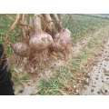 Good Quality New Crop Garlic 2019